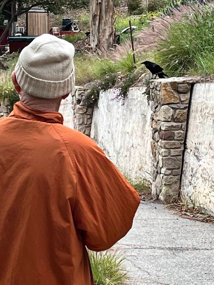 A person in an orange jacket and white beanie stands facing a black crow perched on a stone wall, surrounded by greenery.