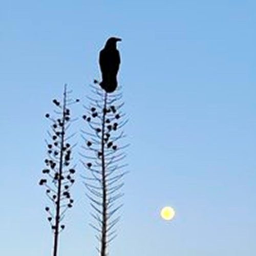A silhouette of a bird perched on tall, slender plants against a blue sky, with a partially visible moon in the background.